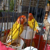 مرغ وجوجه گلین تخم مرغ نیمچه طوطی برزیلی
