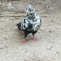 ماده دم سیاه زیروروقفل