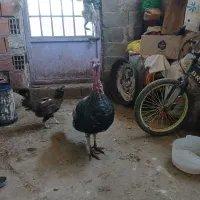 بوقلمون نر