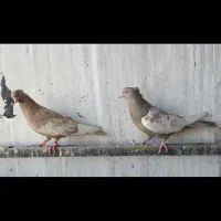 کفتر ماده سینه