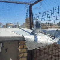 کفتر|پرنده|مرودشت, ابوذر جنوبی|دیوار