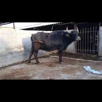 اهواز مسیر تصفیه قندوشکر