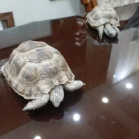 کاس لوک|خزنده|زاهدان, |دیوار