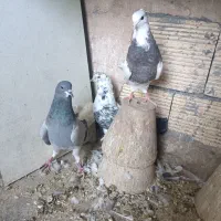 طوقی..خرقه|پرنده|اصفهان, سودان|دیوار