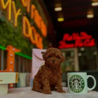 سگ توله پودل توی پودل عروسکی رد و دارک رد اپریکات|سگ|تهران, آسمان|دیوار