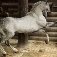 فروش اسب پارسیون آموزش سوار