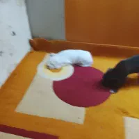 توله کنکورسو