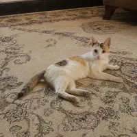 گربه زیبا ۲ عدد