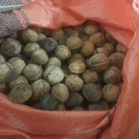گردو کوهستانی