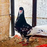 کفتر رنگی|پرنده|شیراز, سجادیه|دیوار