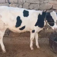 گوساله ماده|حیوانات مزرعه|اندیکا, |دیوار