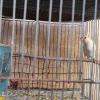 فنج نرگسی