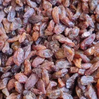 فروش کشمش آفتابی(گله)