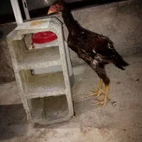 جوجه لاری