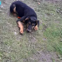 سگ دوبرمن ماده ۸ ماهه