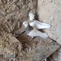 فروشی شش جفت طوقی پالخت