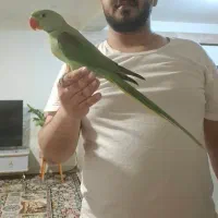 شاه طوطی نر شاه تخم