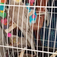 4ععد عروس|پرنده|ری, فیروزآبادی|دیوار