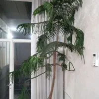 باغبانی و هرس کاری