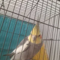 عروس هلندی سخن گو