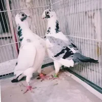 کبوتر جفت ابلغ مخملی زیبا