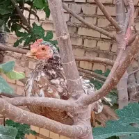 مرغ و خروس چامپینز|حیوانات مزرعه|اهواز, گلدشت|دیوار
