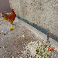 مرغ قهوه ای