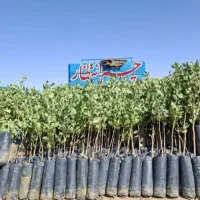 درخت پسته پیوندی وغیرپیوندی یه ساله دوساله سه ساله|گل و گیاه طبیعی|حسن آباد, |دیوار