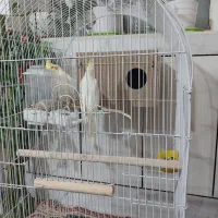 جفت عروس هلندی سخنگو