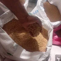 خرید وفروش دان پارس و  گندم|لوازم جانبی حیوانات|گرگان, |دیوار