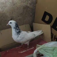 کفتر سالم