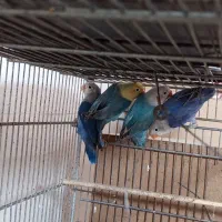 طوطی کوتوله برزیلی|پرنده|زاهدان, |دیوار