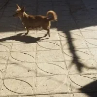 توله سگ پا کوتاه|سگ|کرمان, |دیوار