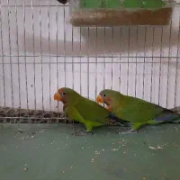 کوتوله دستی