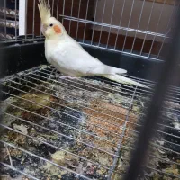 عروس هلندی|پرنده|اندیمشک, |دیوار