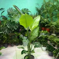 گیاهان آپارتمانی ، کادوی روز مادر