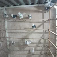 کبوتر تهرانی|پرنده|پاکدشت, حصار امیر|دیوار