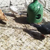 دسته دورگ|پرنده|خرمشهر, |دیوار