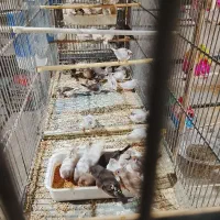 فنچ نوک دورنگ|پرنده|کهریزک, |دیوار