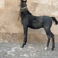 اسب مادیان -نریان-کره