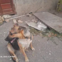 واگذاری سگ نگهبان ژرمن ماده