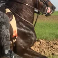 اسب نریان کورد