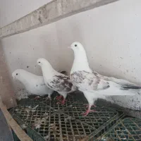 کبوتر پرشی شمرونی