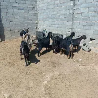 فروش بزدرجه یک 10|حیوانات مزرعه|ششده و قره بلاغ, |دیوار