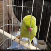 طوطی ملنگو ماده نیمه رام|پرنده|تهران, شکوفه (عبدل آباد)|دیوار