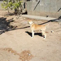 سگ گله|سگ|مشهد, چهاربرج|دیوار