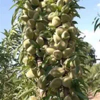درخت بادام سوپرنوا ، نهال ،گلخانه نهالستان در مشهد