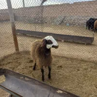 میش وبره ناقلا