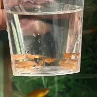 ماهی فایتر نر آماده کوپی گوپی سوارتل دم شمشیری|ماهی|قم, شهرک امام حسین|دیوار