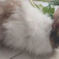 خرگوش|موش و خرگوش|پاکدشت, پاکدشت (مامازند)|دیوار